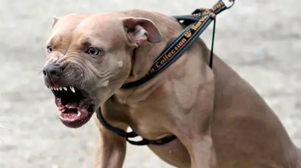 ببینید / حمله سگ پلیس آمریکا به یک سیاه پوست + فیلم