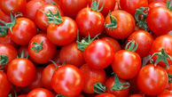 گوجه فرنگی رکوردار افزایش قیمت در بازار شد