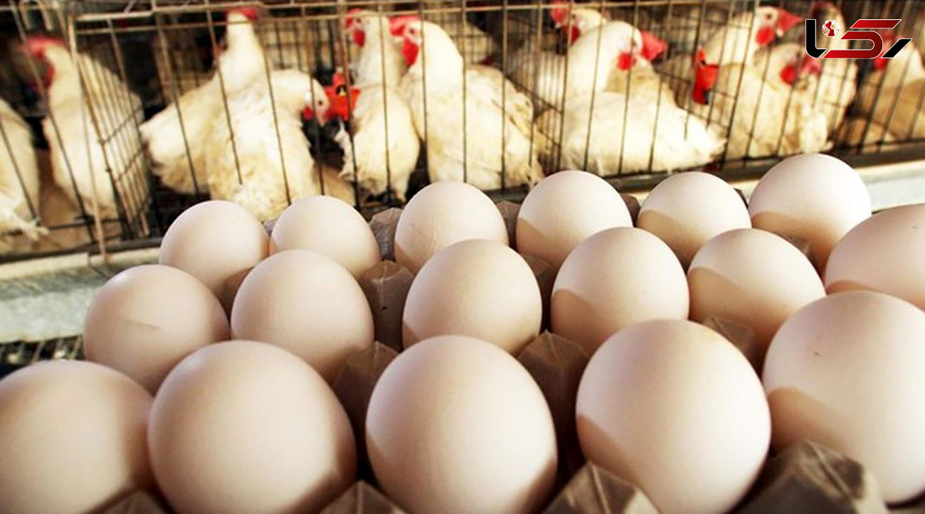 وزارت جهاد کشاورزی: با گران فروشان مرغ برخورد قانونی شدید می‌ شود