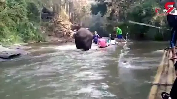 فیل عصبانی جان توریست ها را به خطر انداخت+فیلم