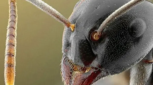 ببینید / ویدیویی ترسناک از تلاش مورچه‌های قاتل برای قطع کردن انگشت یک انسان! + فیلم