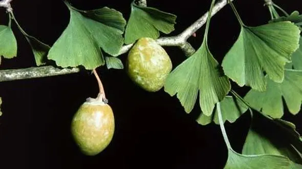 گیاه ژینکو چیست و خواص درمانی آن
