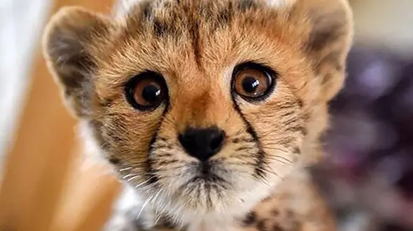 عکس نازترین خواب پیروز یوزپلنگ ایرانی در شب بارانی ! / دست عکاس زیر بالش زیر سر یوز زیبا !