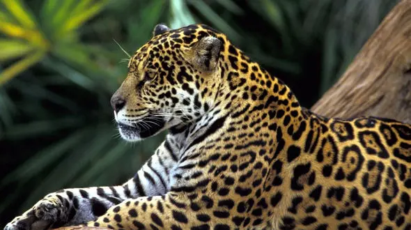 مهارت خارق العاده  بالا رفتن یک بچه پلنگ ها از درخت+ فیلم