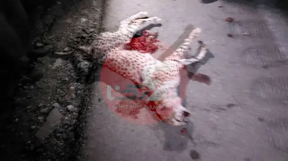 توله یوز دختر را بی مسئولیتی 4 ارگان دولتی از طبیعت ایران گرفت / مجلس به ماجرا ورود کند + صوت مصاحبه با مدیرکل محیط زیست سمنان  