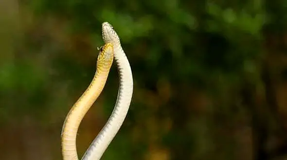 2 مار عاشق + عکس