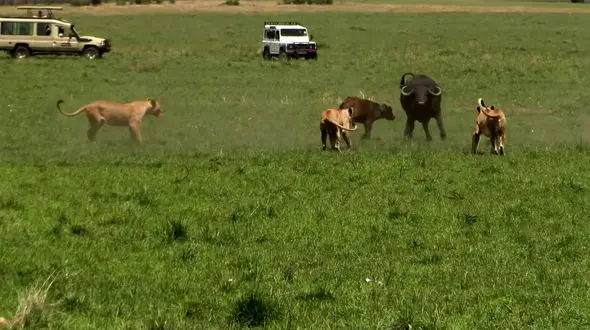 فیلم دفاع گاومیش ها از بچه کم جان مقابل شیرهای ماده