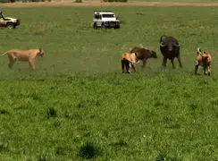 فیلم دفاع گاومیش ها از بچه کم جان مقابل شیرهای ماده