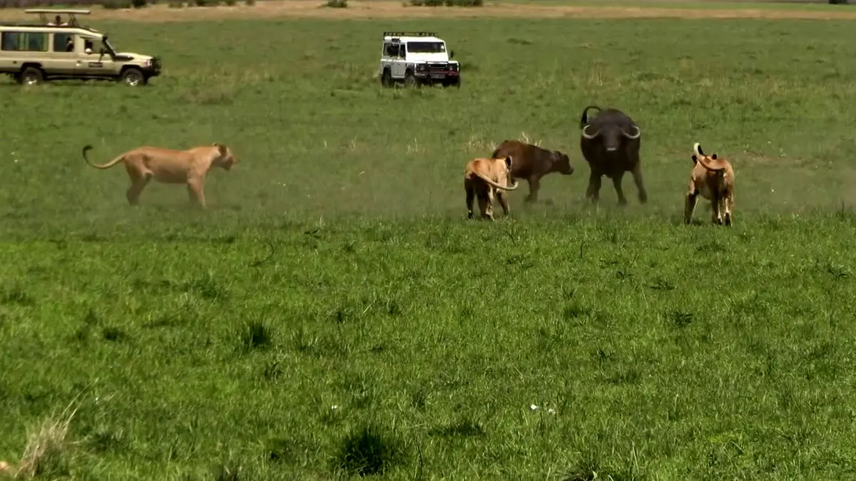 فیلم دفاع گاومیش ها از بچه کم جان مقابل شیرهای ماده