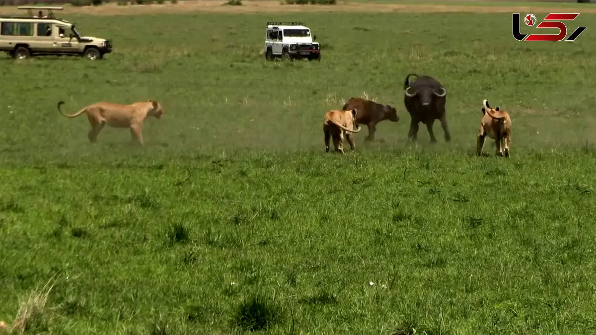 فیلم دفاع گاومیش ها از بچه کم جان مقابل شیرهای ماده