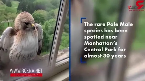 حضور یک شاهین کمیاب پشت شیشه اداره + فیلم