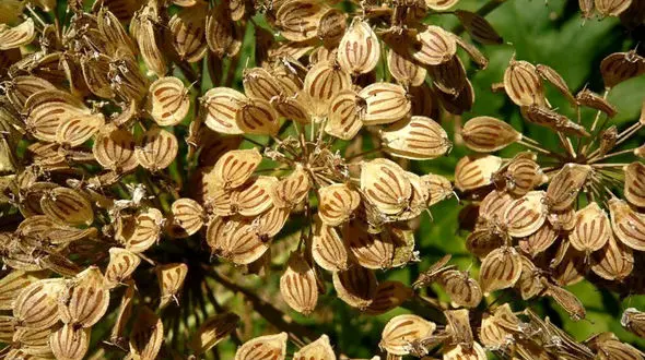 یک ضدعفونی معطر را بشناسیم