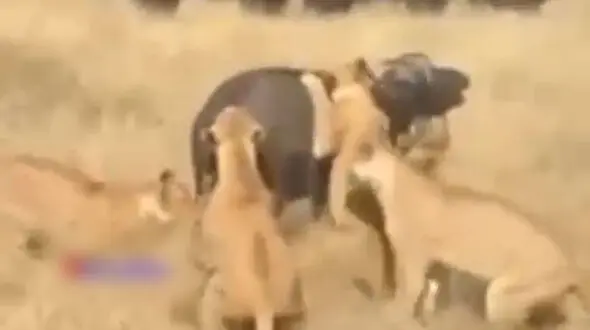اتحاد بوفالوها برای شکست دادن شیرهای گرسنه + فیلم