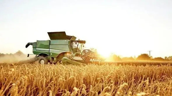 پیش بینی بیش از ۵۵۰ هزار تن گندم در لرستان