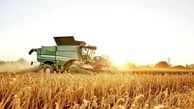 پیش بینی بیش از ۵۵۰ هزار تن گندم در لرستان