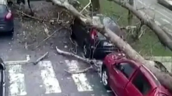 فیلم / سقوط درخت غول پیکر روی خودروی لوکس در استانبول