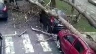 فیلم / سقوط درخت غول پیکر روی خودروی لوکس در استانبول