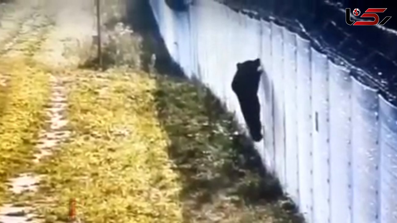 تلاش یک خرس برای ترک اتحادیه اروپا و ورود به روسیه ! + فیلم