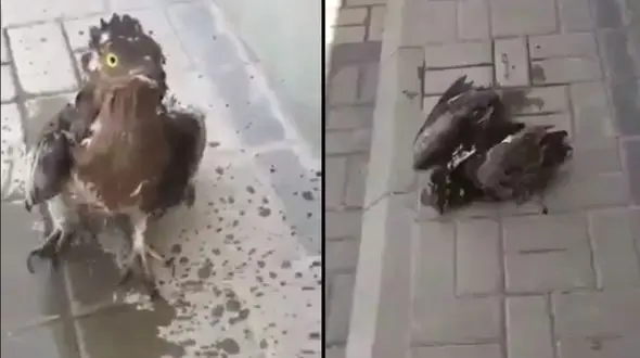 نجات جان پرنده نگون بخت و تشنه از مرگ حتمی + فیلم