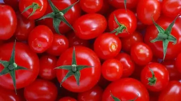 گوجه چینی به بازار تهران می‌آید