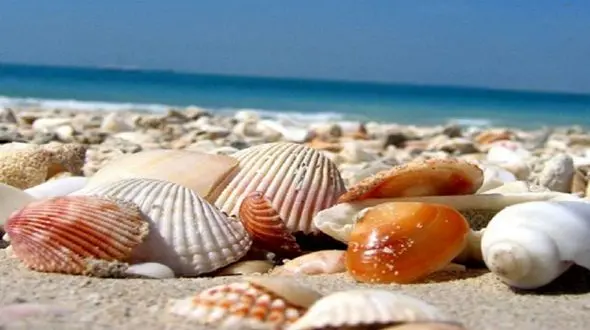 فیلم/ نحوه شنا کردن شگفت انگیز صدف در داخل آب 