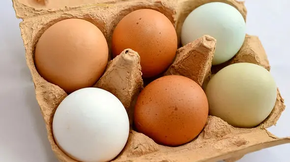 قیمت تخم مرغ در بازار پر کشید