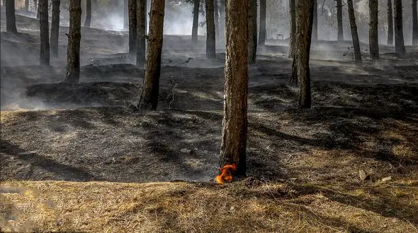 آتش سوزی 4 هزار مترمربع از جنگل ماسال گیلان + جزییات