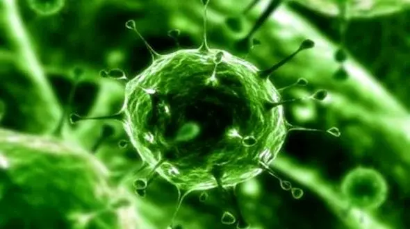 برای نابودی قارچ ها آنتی بیوتیک کشف شد