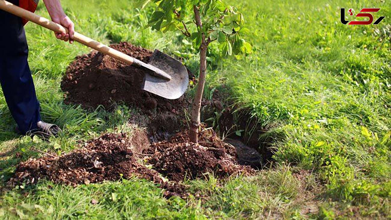 ۱۶ میلیون درخت در بوشهر کاشت می‌شود