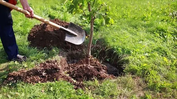 تهرانی‌ها درخواست‌ خود برای دریافت نهال را به ۱۳۷ اعلام کنند