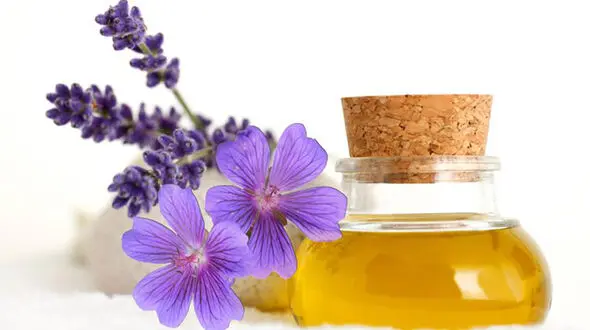 پای روغن بنفشه دوباره به تلویزیون باز شد + فیلم
