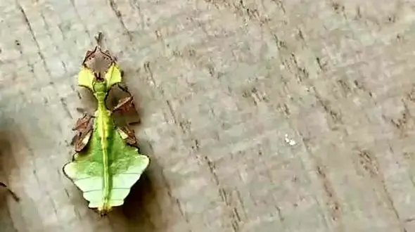 این برگ است یا حشره؟ + فیلم 