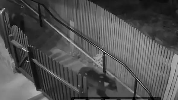 3 عکس از صحنه حمله خرس های گرسنه به یک زن در خیابان 