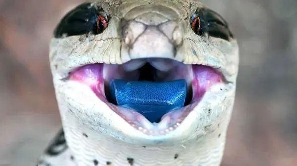 جانور زبان آبی دنیا را بشناسید / عکس