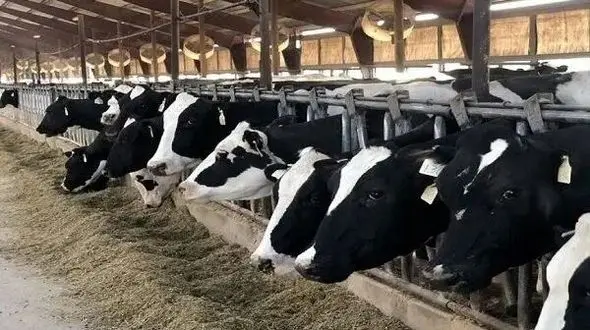 بحران بزرگ در صنعت شیر ایران /  پشت‌پرده شبکه تولید شیر فاش شد