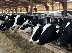 بحران بزرگ در صنعت شیر ایران /  پشت‌پرده شبکه تولید شیر فاش شد