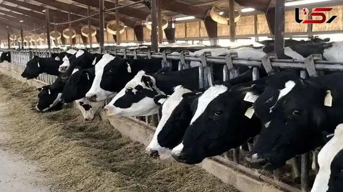 بحران بزرگ در صنعت شیر ایران /  پشت‌پرده شبکه تولید شیر فاش شد