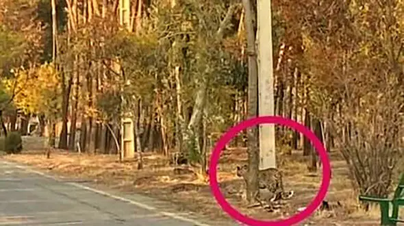 پلنگ سرخه حصار همچنان در رصد کارشناسان محیط زیست / اقدامات برای زنده گیری ادامه دارد