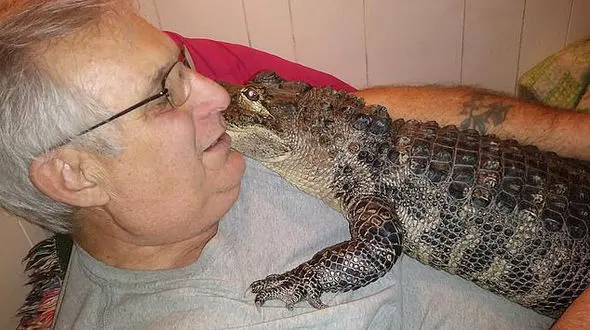 تمساح حیوان خانگی مرد 65 ساله شد!+عکس