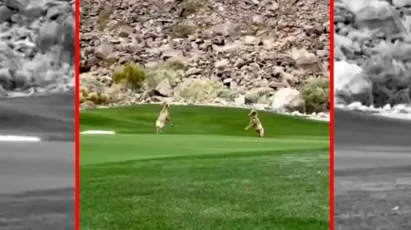 فیلم نمایش قدرت و مهارت دو قوچ