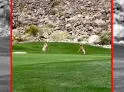 فیلم نمایش قدرت و مهارت دو قوچ