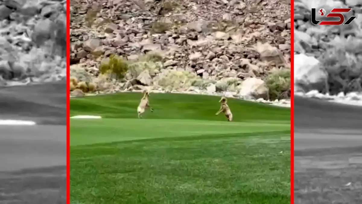 فیلم نمایش قدرت و مهارت دو قوچ