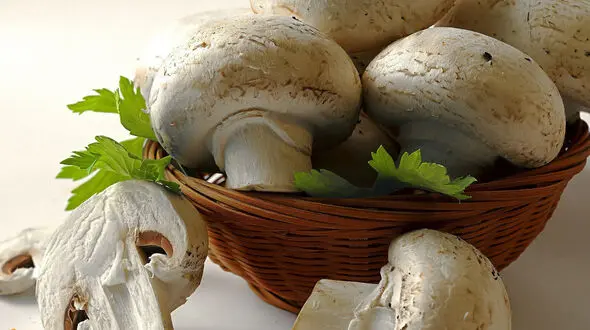 مقابله با پیری با این ماده غذایی سفید رنگ