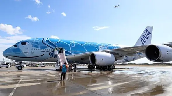 تاخیر در پرواز 5 هواپیمای ژاپنی به خاطر یک لاک پشت