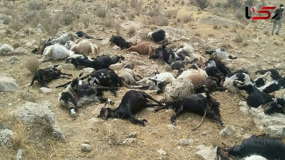 اقدام عجیب زن کوه چناری جان 15 گوسفند را گرفت 