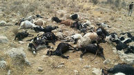 اقدام عجیب زن کوه چناری جان 15 گوسفند را گرفت 