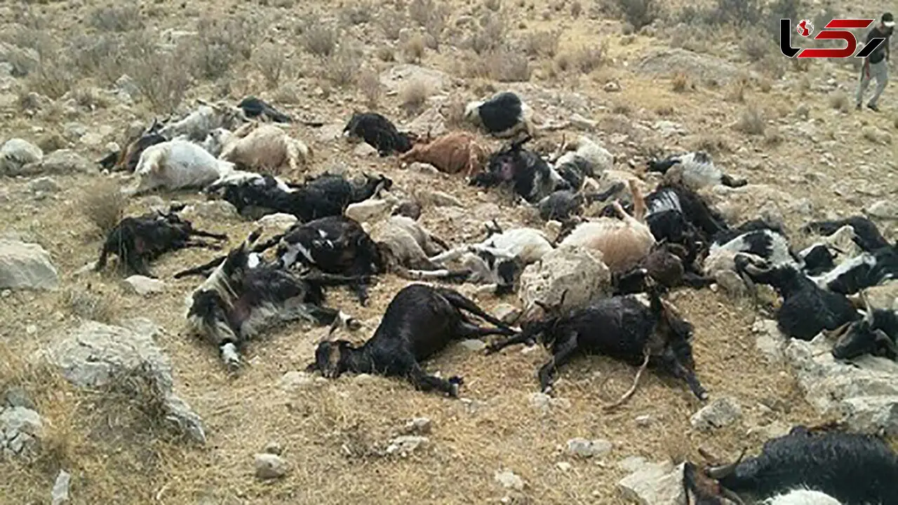 اقدام عجیب زن کوه چناری جان 15 گوسفند را گرفت 