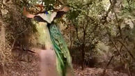 پرواز طاووس را دیده اید؟ | فیلم