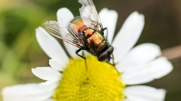 چرا مگس آفریده شد؟