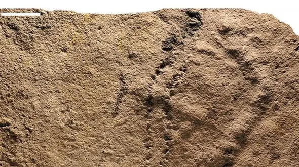 قدیمی ترین جای پای جهان کشف شد + عکس